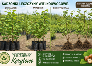 sadzonki leszczyny wielkoowocowej