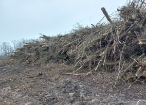Kupię materiał do zrębkowania